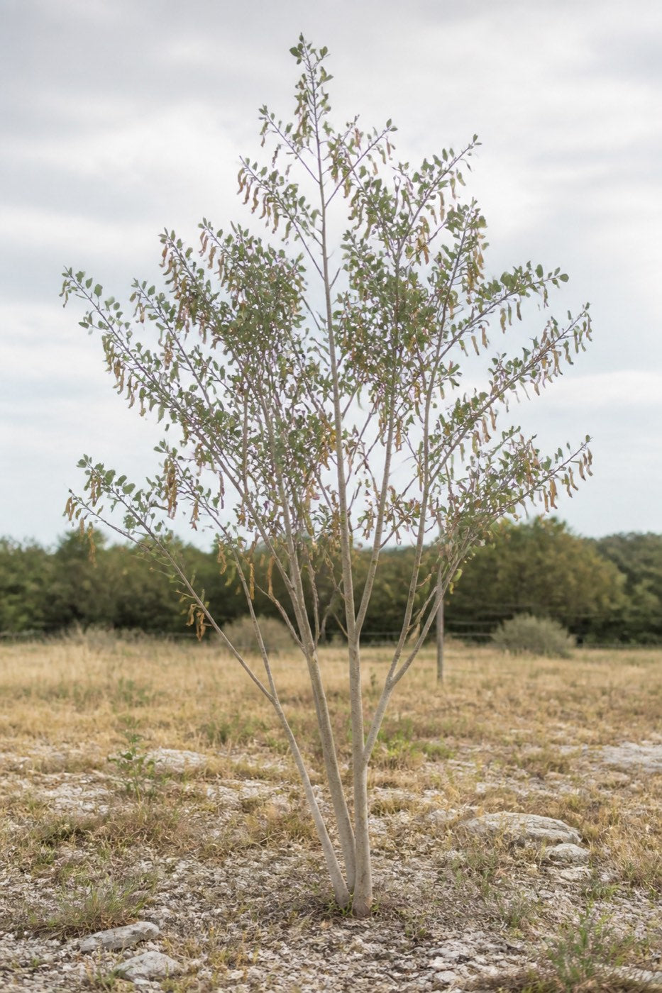 Illustrative rendering of a rare native anacacho orchid tree in white March bloom, showing its two-lobed butterfly leaves.