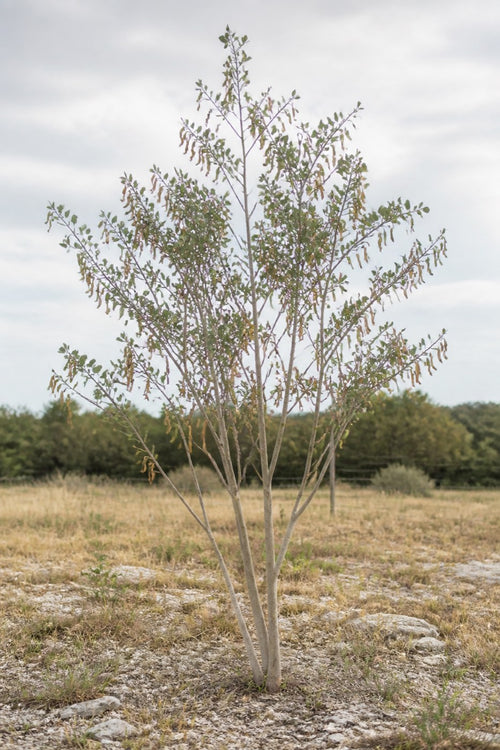 Illustrative rendering of a rare native anacacho orchid tree in white March bloom, showing its two-lobed butterfly leaves.