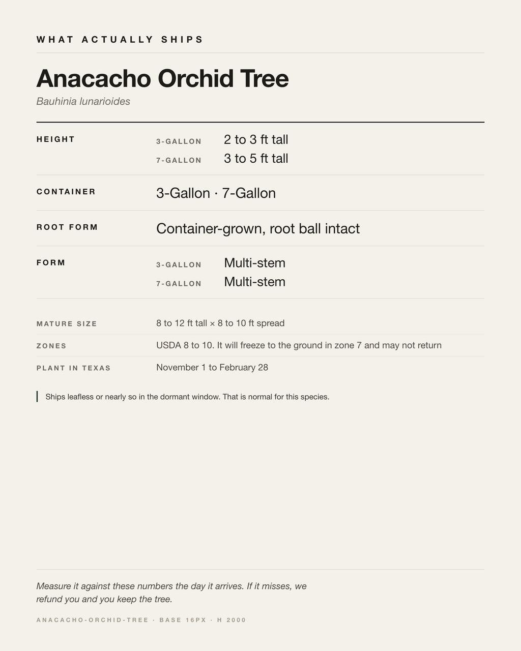 Specification card for the Anacacho Orchid Tree: ships at 3-Gallon: 2 to 3 ft. 7-Gallon: 3 to 5 ft, in a 3-Gallon / 7-Gallon nursery container, by variant, matures to 8-12 ft x 8-10 ft, USDA zones 8-10, plant in Texas Nov 1 - Feb 28.