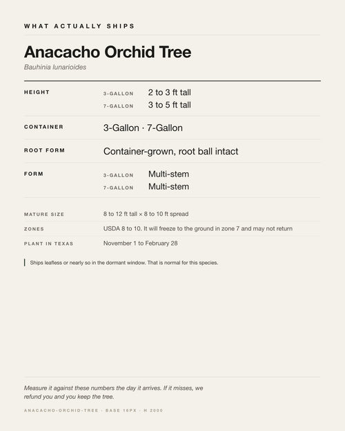 Specification card for the Anacacho Orchid Tree: ships at 3-Gallon: 2 to 3 ft. 7-Gallon: 3 to 5 ft, in a 3-Gallon / 7-Gallon nursery container, by variant, matures to 8-12 ft x 8-10 ft, USDA zones 8-10, plant in Texas Nov 1 - Feb 28.