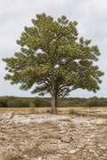 Illustrative rendering of a native chinquapin oak with chestnut-like toothed leaves, growing on exposed Texas limestone.