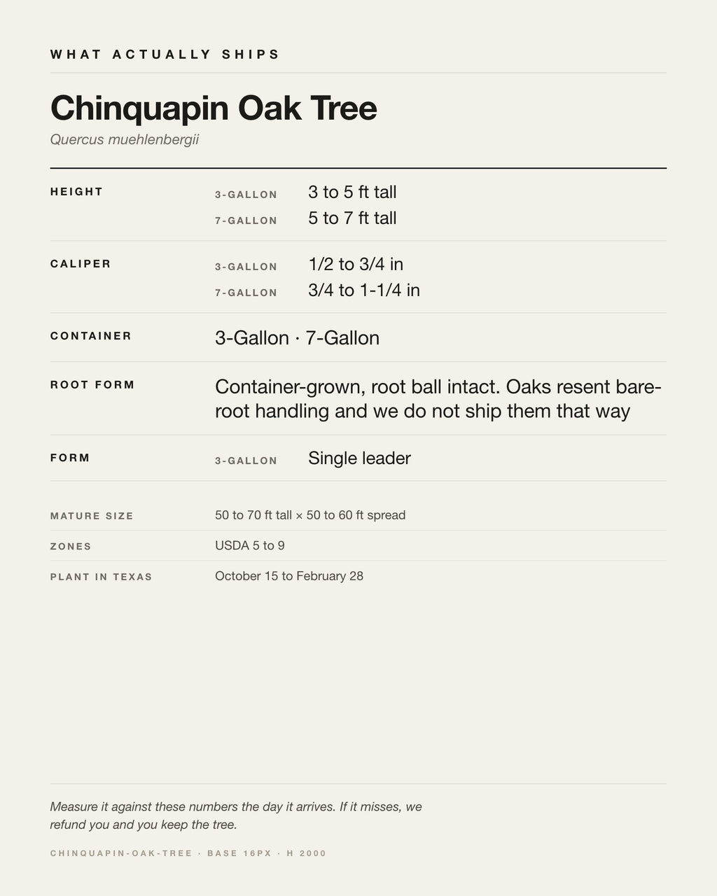 Specification card for the Chinquapin Oak Tree: ships at 3-Gallon: 3 to 5 ft. 7-Gallon: 5 to 7 ft, in a 3-Gallon / 7-Gallon nursery container, by variant, matures to 50 to 70 ft x 50 to 60 ft, USDA zones 5-9, plant in Texas Oct 15 - Feb 28.