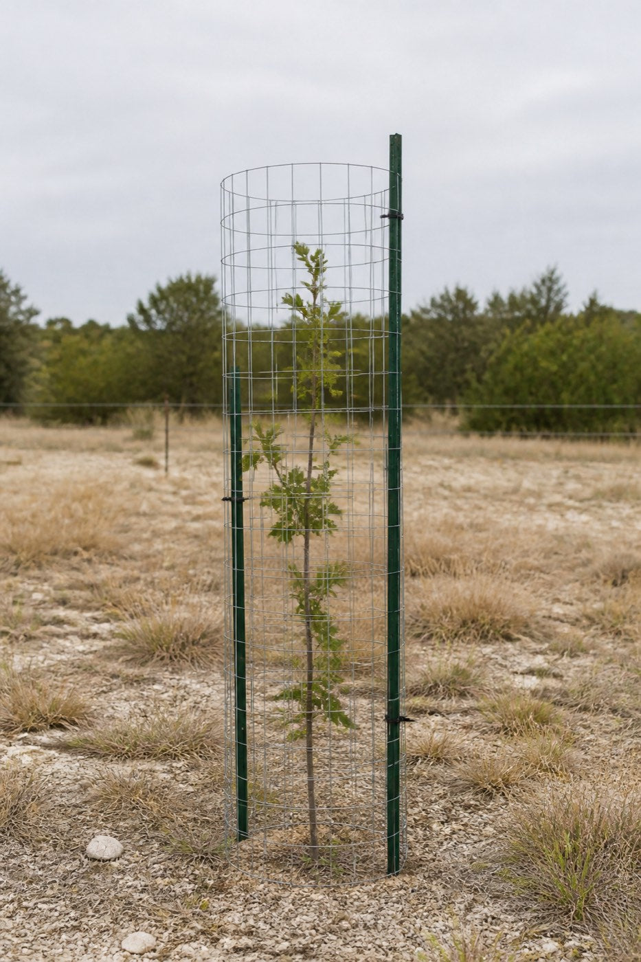 Illustrative rendering of a galvanised mesh deer guard on steel T-posts protecting a young oak sapling in a Texas field.