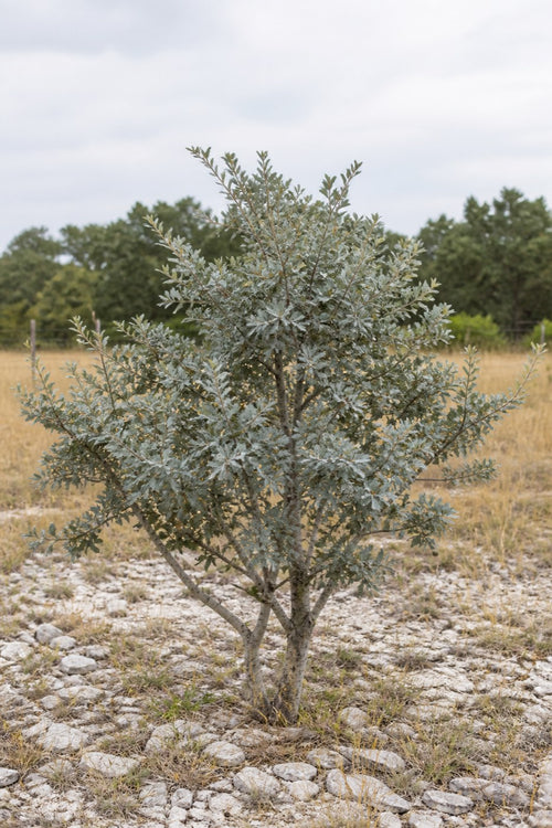 Illustrative rendering of a Lacey oak with blue-grey foliage growing on a dry Texas Hill Country limestone slope.