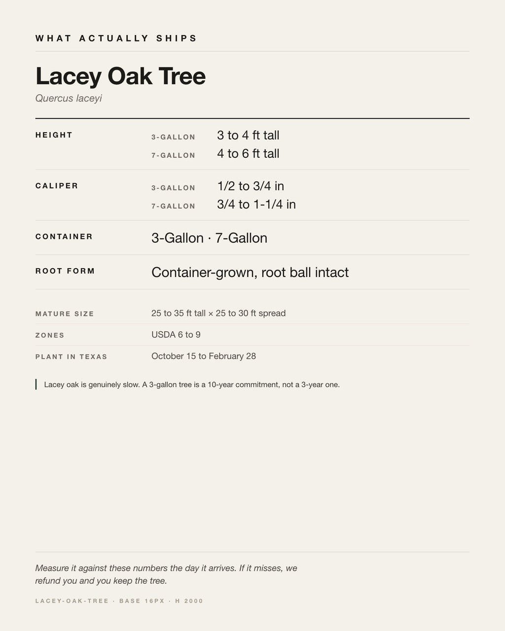 Specification card for the Lacey Oak Tree: ships at 3-Gallon: 3 to 4 ft. 7-Gallon: 4 to 6 ft, in a 3-Gallon / 7-Gallon nursery container, by variant, matures to 25-35 ft x 25-30 ft, USDA zones 6-9, plant in Texas Oct 15 - Feb 28.