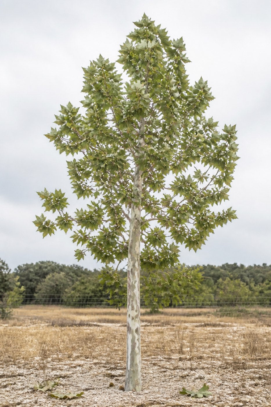 Illustrative rendering of a mature Mexican sycamore showing mottled cream bark and the silver undersides of its large leaves.