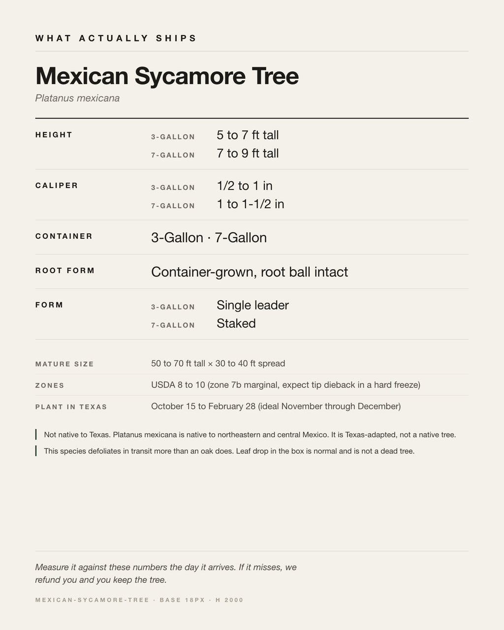 Specification card for the Mexican Sycamore Tree: ships at 3-Gallon: 5 to 7 ft. 7-Gallon: 7 to 9 ft, in a 3-Gallon / 7-Gallon nursery container, by variant, matures to 50-70 ft x 30-40 ft, USDA zones 8-10, plant in Texas Oct 15 - Feb 28, ideal Nov-Dec.