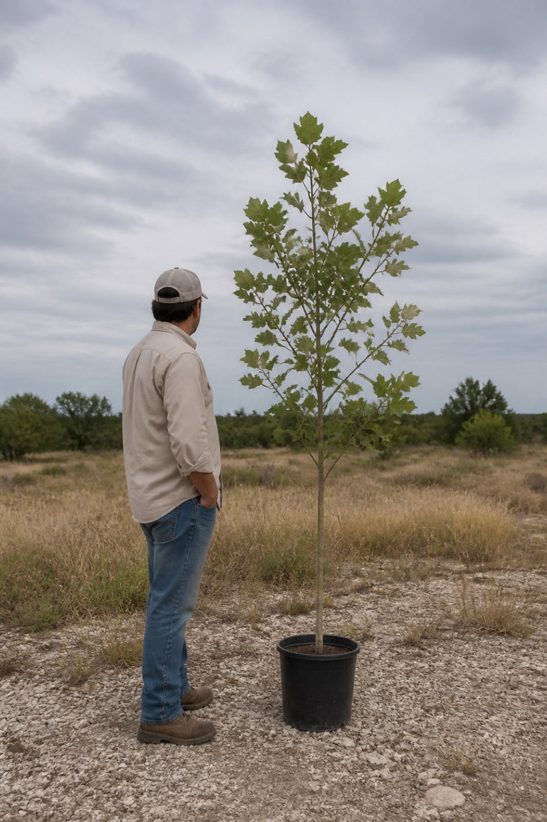 Illustrative to-scale rendering: a Mexican sycamore that ships about 5 to 7 feet tall in a 3-gallon pot, shown beside an adult for scale, on our Central Texas ranch