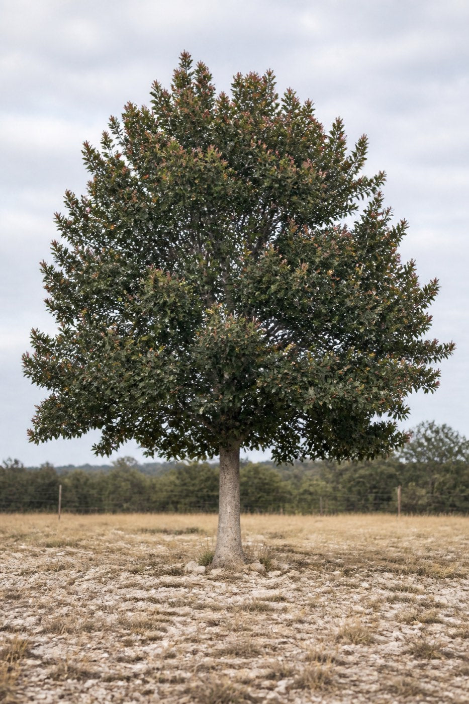 Illustrative rendering of a semi-evergreen Monterrey oak with peach-pink new growth at the branch tips, on limestone ground.