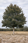 Illustrative rendering of a semi-evergreen Monterrey oak with peach-pink new growth at the branch tips, on limestone ground.