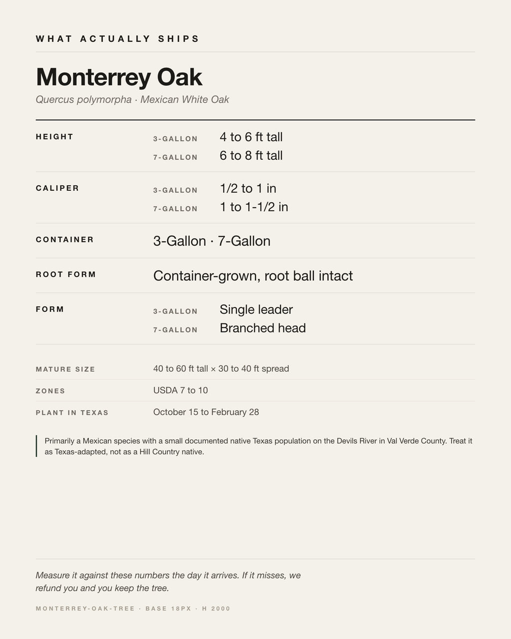Specification card for the Monterrey Oak (Mexican White Oak): ships at 3-Gallon: 4 to 6 ft. 7-Gallon: 6 to 8 ft, in a 3-Gallon / 7-Gallon nursery container, by variant, matures to 40-60 ft x 30-40 ft, USDA zones 7-10, plant in Texas Oct 15 - Feb 28.