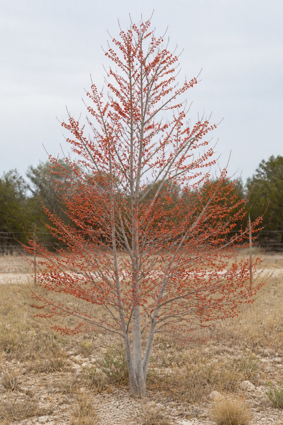 Illustrative rendering of a leafless native possumhaw holly, its bare grey branches densely covered in scarlet winter berries.