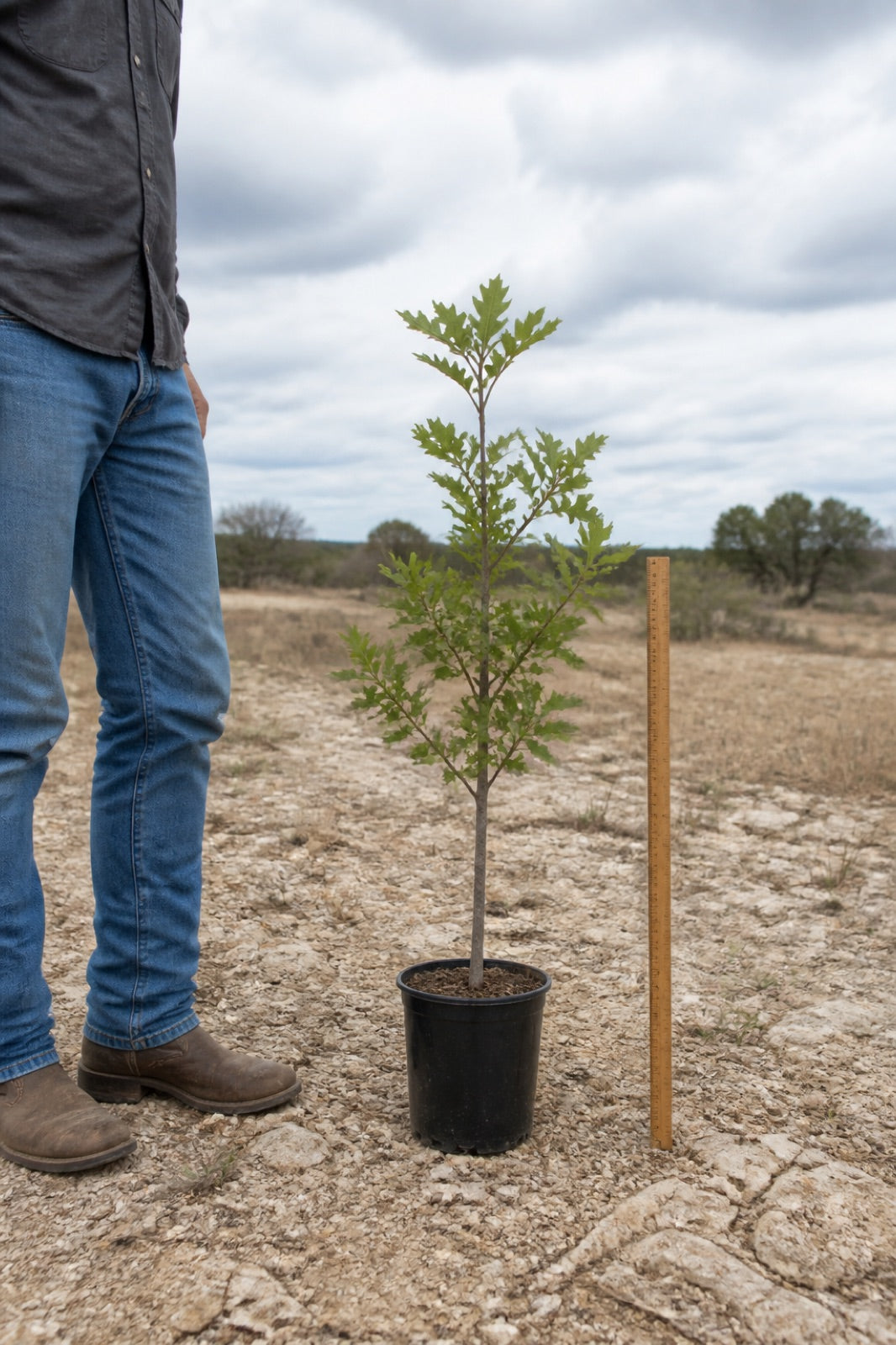 Illustrative to-scale rendering: the shipped sawtooth oak in a 3-gallon nursery pot beside a yardstick, about 4 feet tall