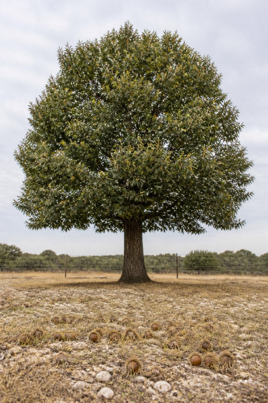Illustrative rendering of a mature sawtooth oak on open Texas ranch land, with fringed-cap acorns scattered on the caliche beneath the canopy.