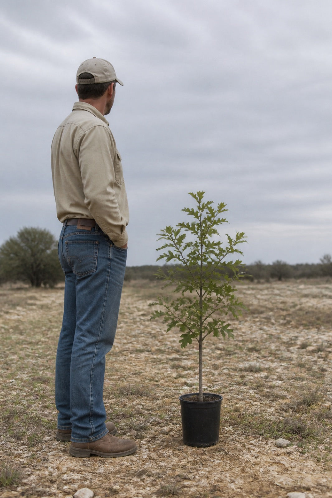 Illustrative to-scale rendering: a sawtooth oak that ships about 3 to 5 feet tall in a 3-gallon pot, shown beside an adult for scale, on our Central Texas ranch