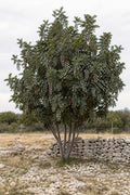 Illustrative rendering of a mature Texas mountain laurel in full purple March bloom beside a limestone wall.
