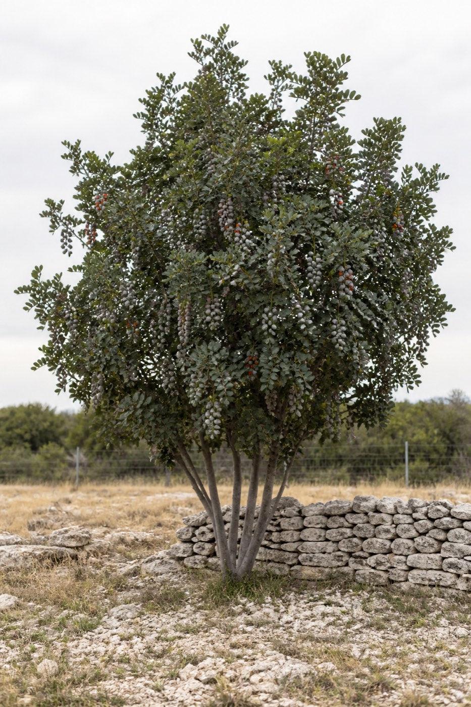 Illustrative rendering of a mature Texas mountain laurel in full purple March bloom beside a limestone wall.