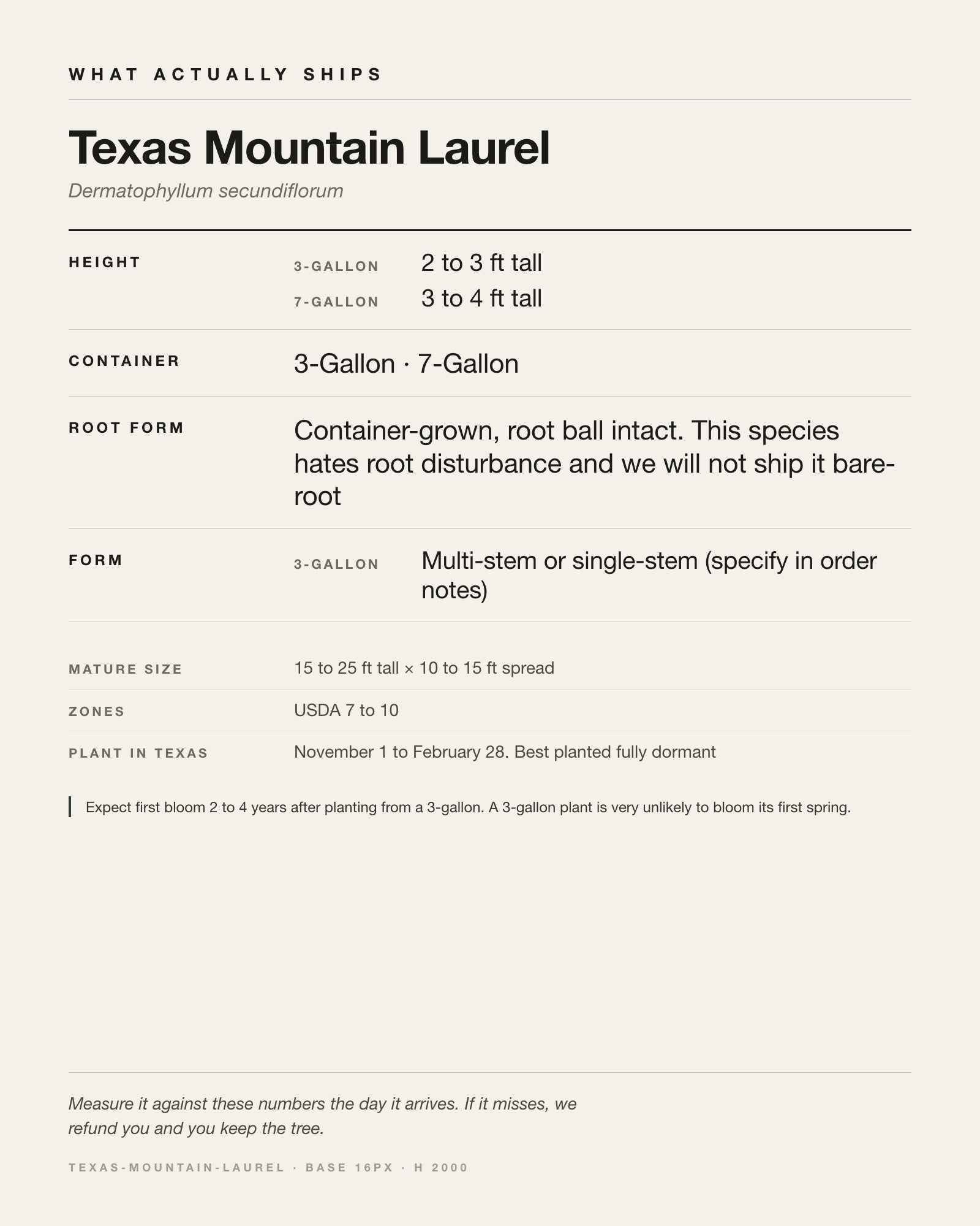 Specification card for the Texas Mountain Laurel: ships at 3-Gallon: 2 to 3 ft. 7-Gallon: 3 to 4 ft, in a 3-Gallon / 7-Gallon nursery container, by variant, matures to 15-25 ft x 10-15 ft, USDA zones 7-10, plant in Texas Nov 1 - Feb 28, best planted fully dormant.