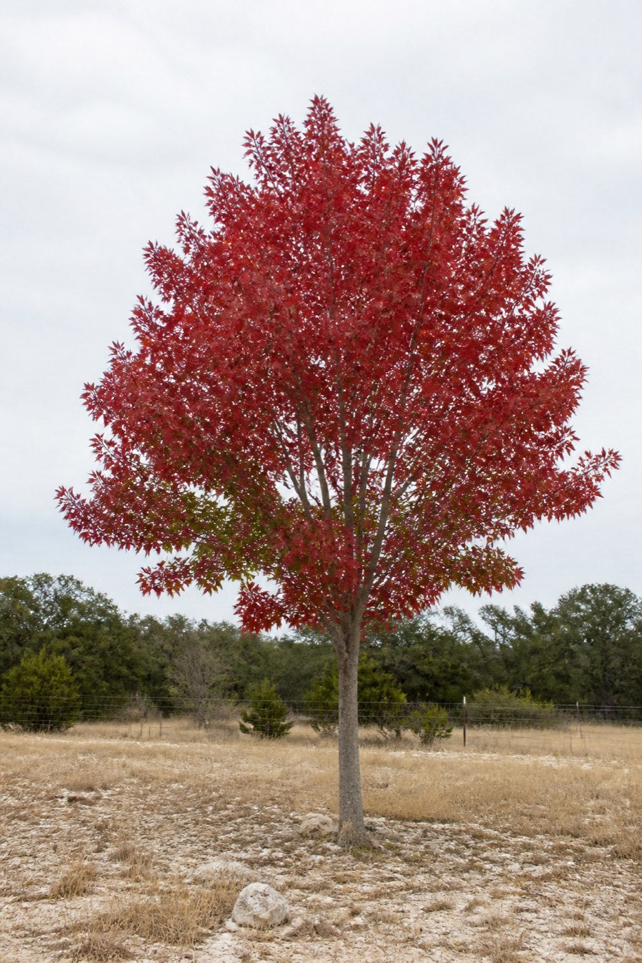 Illustrative rendering of a native Texas red oak in scarlet November colour on open ranch land.